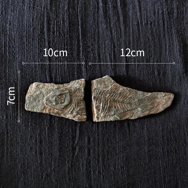 Two fossilized fish specimens in textured stone for decorbites fossil series art refrigerator stickers kitchen decor