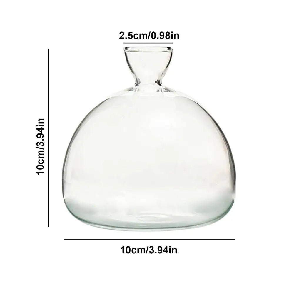 DecorBites™ Glass Avocado Seed Starter Vase Kit