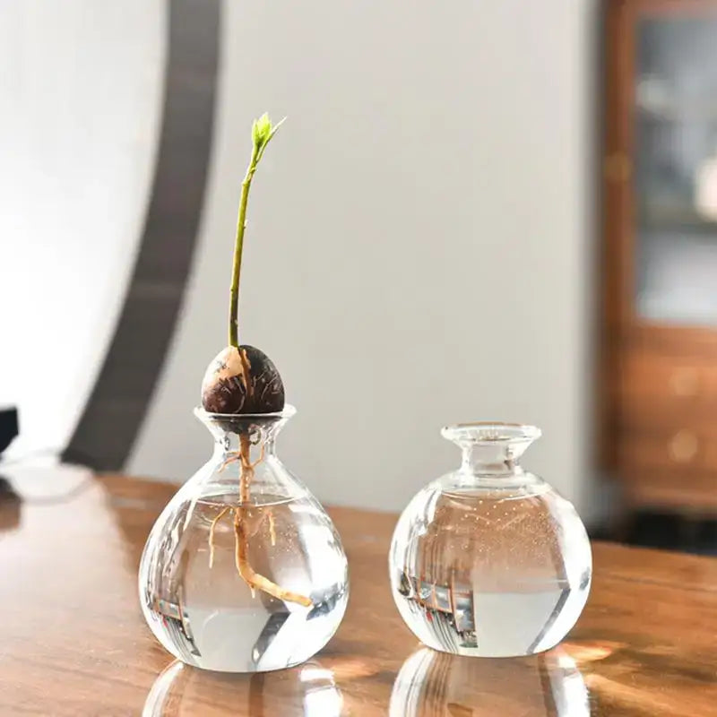 DecorBites™ glass avocado seed starter vase kit features a clear glass vase holding a sprouting avocado seed with roots and green shoot