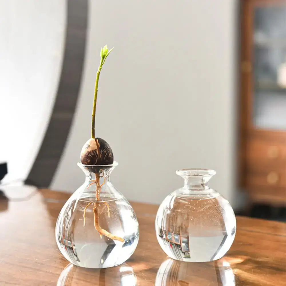 Clear glass seed starter vase by DecorBites holding a sprouting avocado seed with visible roots and green shoot