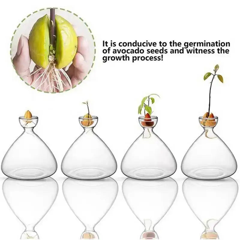 DecorBites glass avocado seed starter vases with clear bulbous bodies and narrow necks holding developing plants