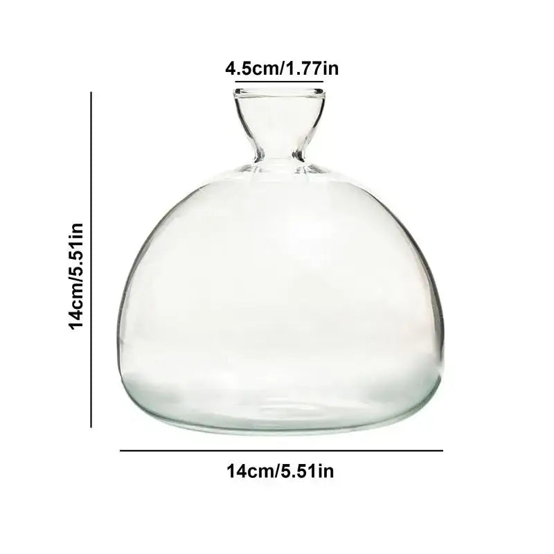Decorbites™ glass avocado seed starter vase kit with clear glass bulbous body and narrow neck for seed starter use