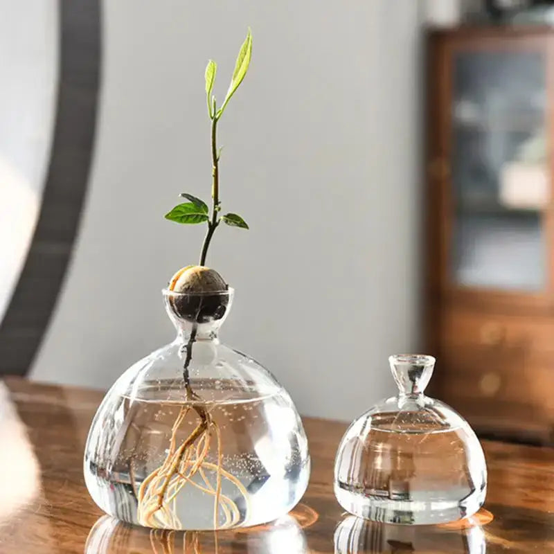Decorbites™ glass avocado seed starter vase kit with clear spherical glass vase and sprouting avocado seed