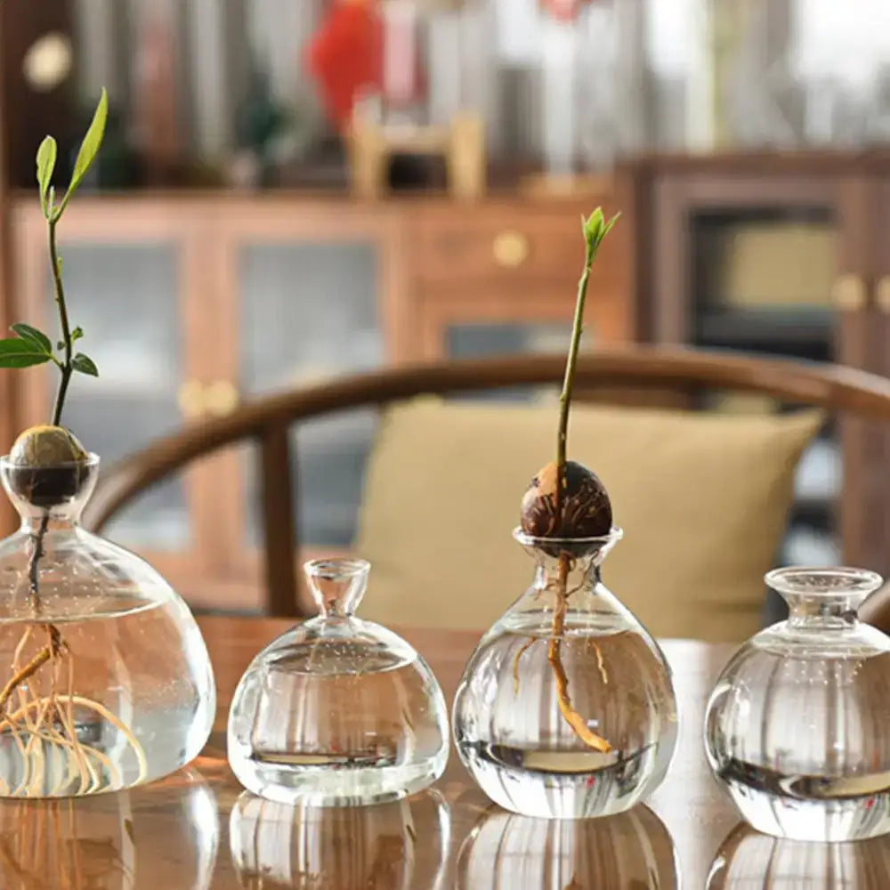 DecorBites glass avocado seed starter vase kit with three clear glass seed starter vases holding growing avocado sprouts