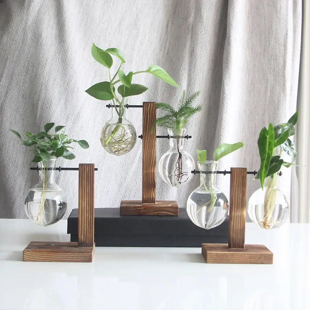 Set of five clear glass bulb vases with wooden stands each containing a different green plant by decorbites