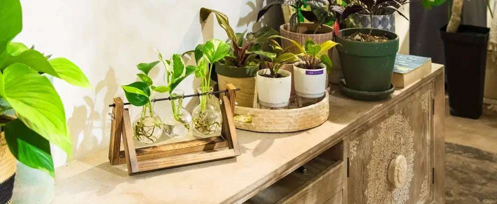 Wooden tray holding three clear glass vases with green plants as decorbites glass planter propagation station