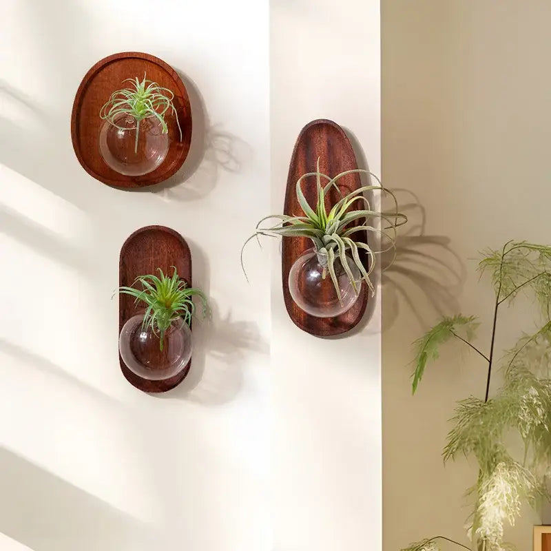 Dark wood decorbites glass vase wall-mounted flowerpot with clear glass spheres for home décor and hydroponics