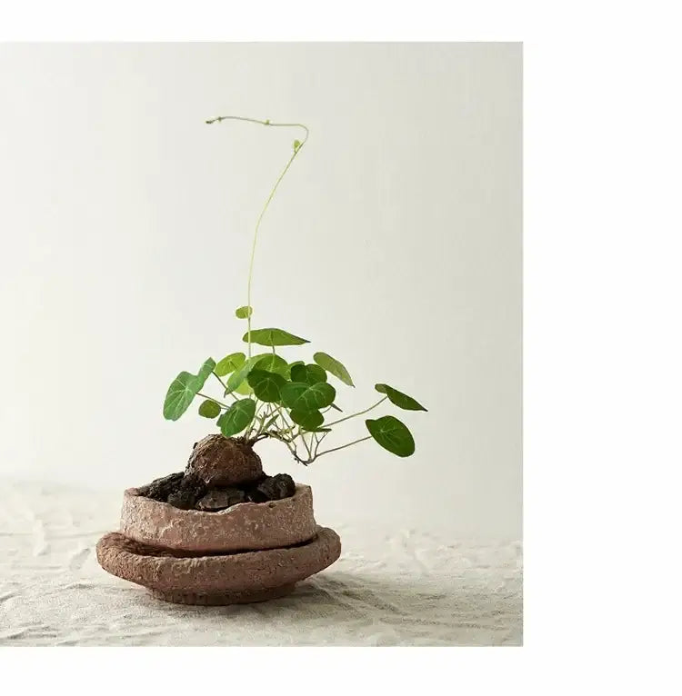 DecorBites handcrafted ceramic vase terracotta pottery vase with textured finish holding small green plant with round leaves