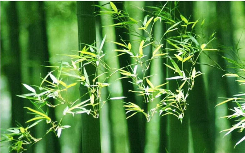 Lush green bamboo stalks and slender leaves inspiring the design of decorbites™ handcrafted chinese bamboo pendant lamp