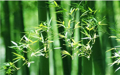 Lush green bamboo stalks and slender leaves inspiring the design of decorbites™ handcrafted chinese bamboo pendant lamp