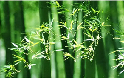 Lush green bamboo stalks and slender leaves inspiring the design of decorbites™ handcrafted chinese bamboo pendant lamp