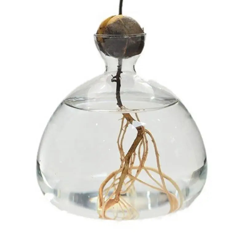 ’Hydroponic Avocado Seed Cultivation Vase’ - Vase
