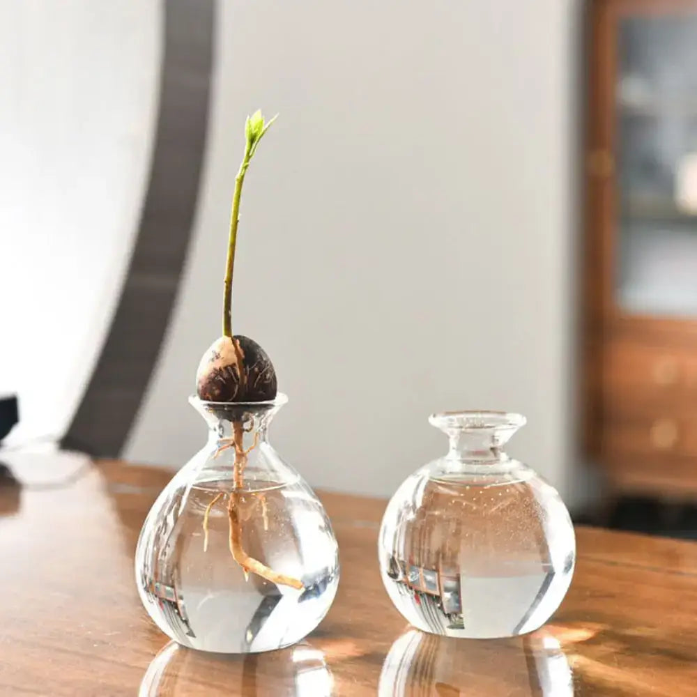 Clear glass vase holding a sprouting avocado seed with roots in a decorbites hydroponic avocado starter kit