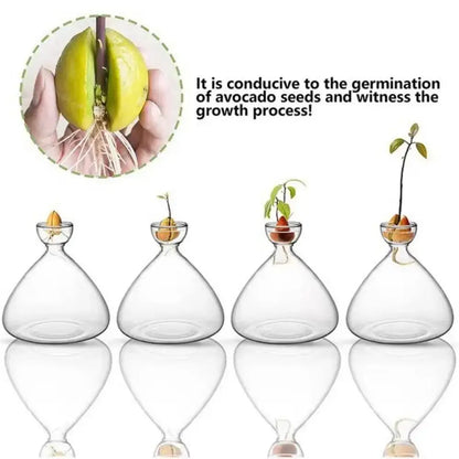 Clear glass hydroponic avocado starter vases with rounded bodies and narrow necks holding developing plants from DecorBites