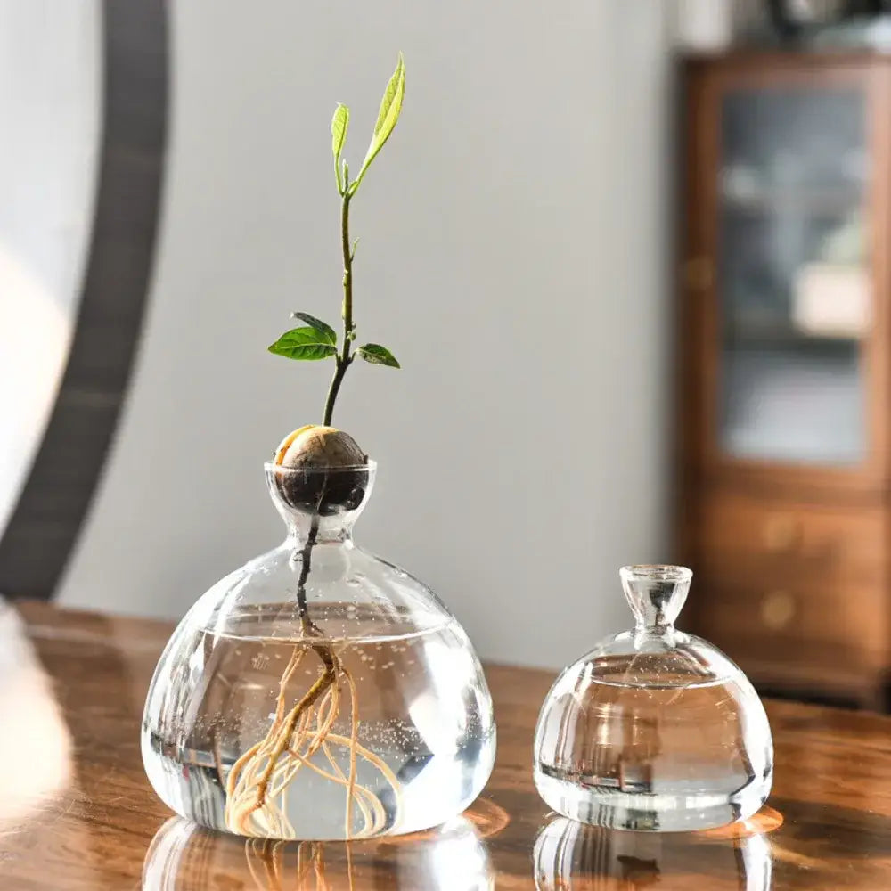 Decorbites™ hydroponic avocado starter kit featuring clear glass avocado grower with sprouting seed above water