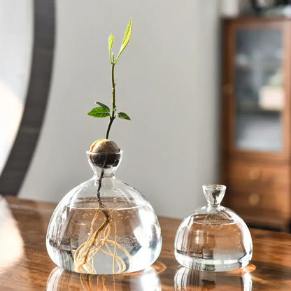 Decorbites™ hydroponic avocado starter kit featuring clear glass avocado grower with sprouting seed above water