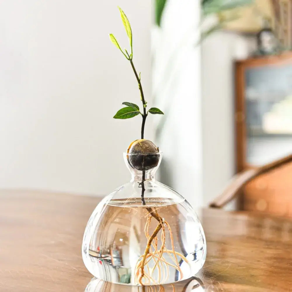 Clear glass vase holding a young avocado plant with visible roots submerged in water in a DecorBites hydroponic avocado starter kit