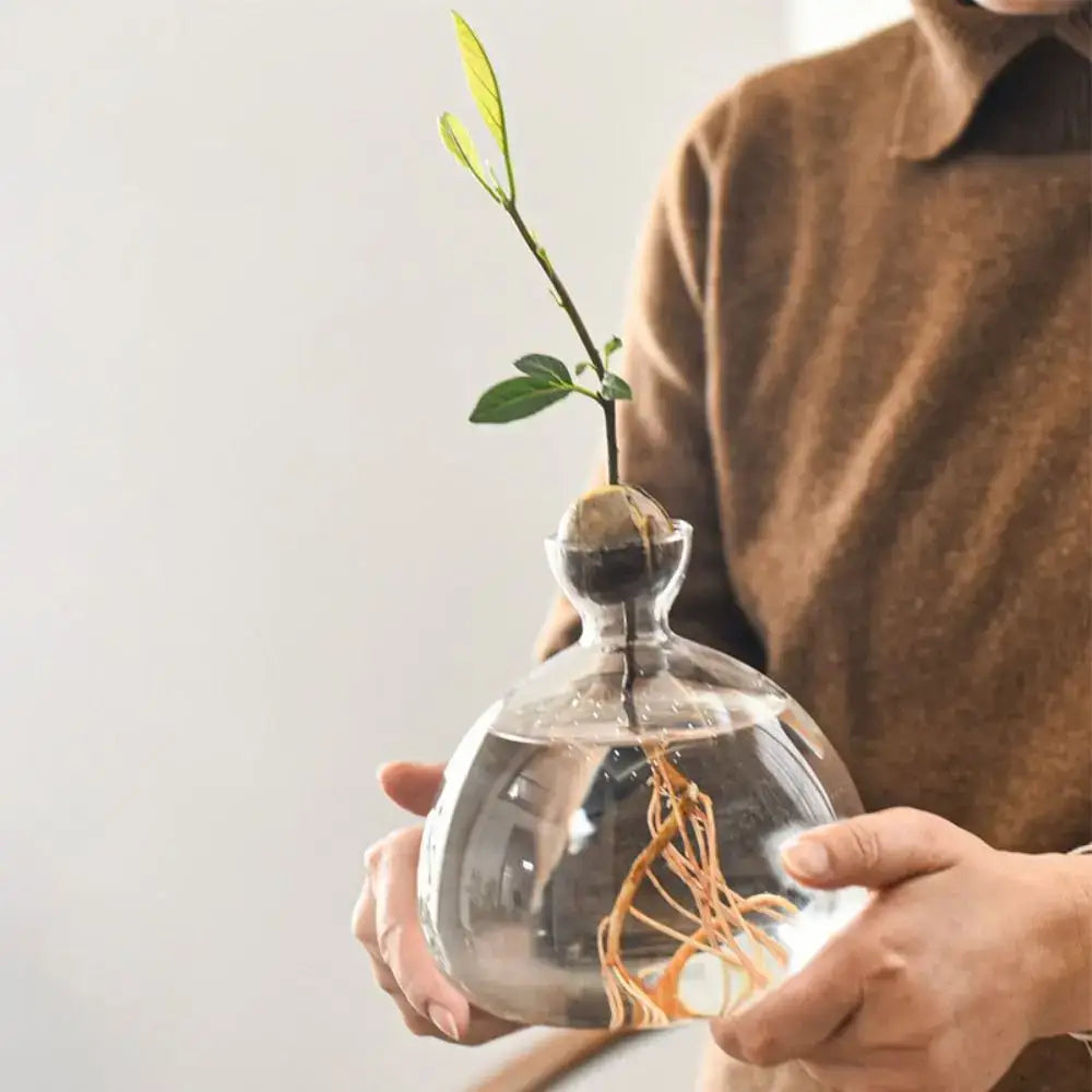A clear glass vase with an avocado seed sprouting green leaves and roots for DecorBites hydroponic avocado starter kit