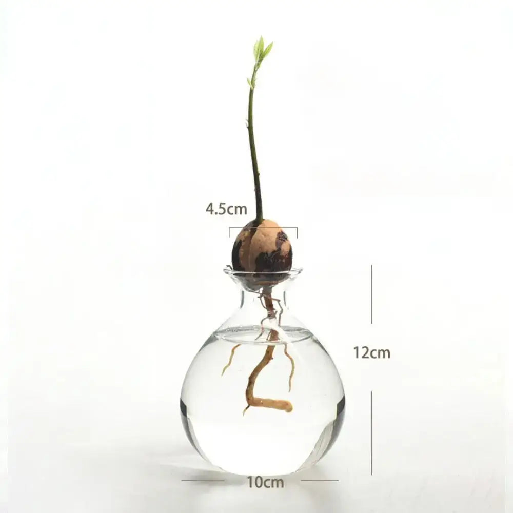 Clear glass vase hydroponic avocado starter kit with growing seed, visible roots, and tender green sprout by DecorBites