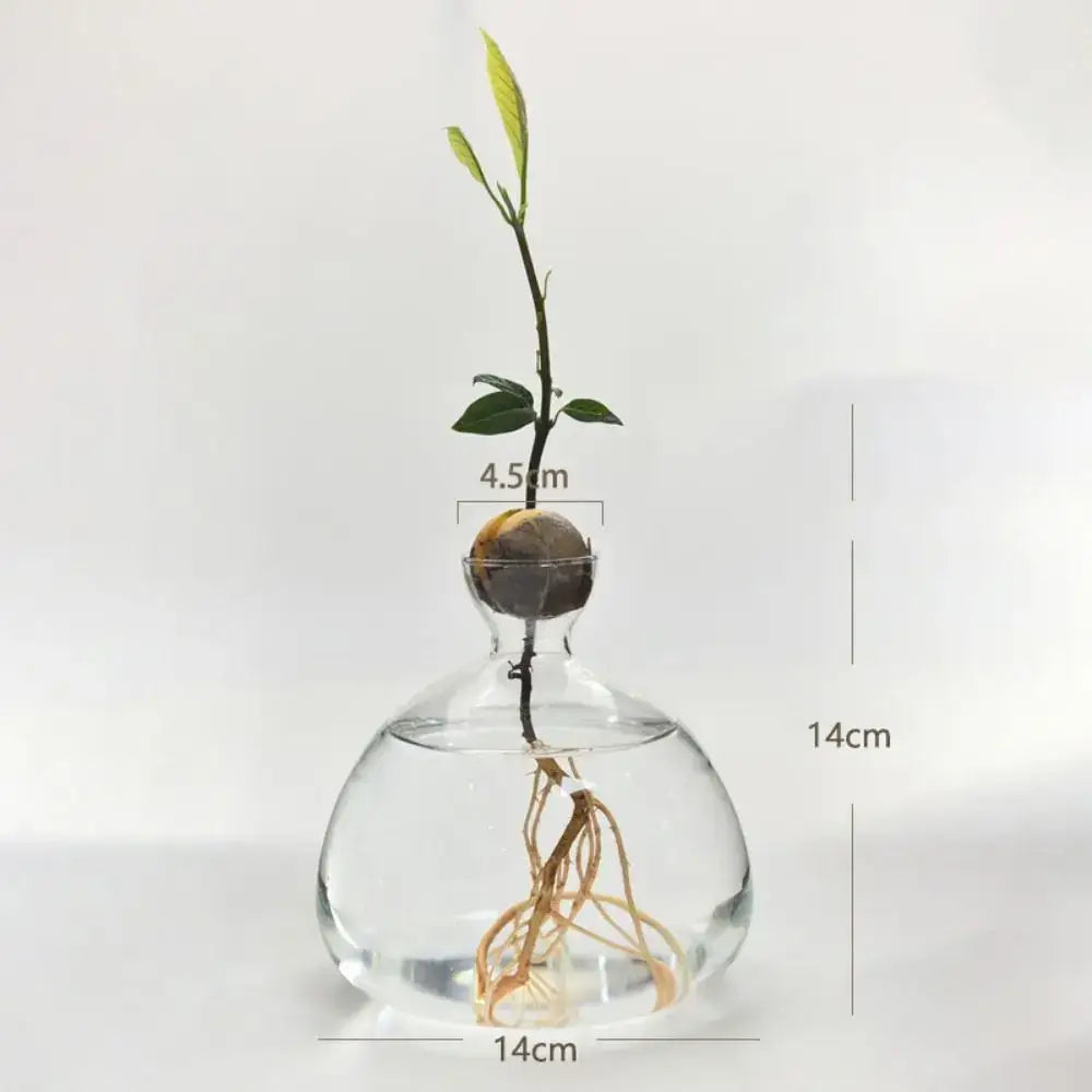 DecorBites hydroponic avocado starter kit with clear glass vase holding avocado seed sprout and roots submerged in water