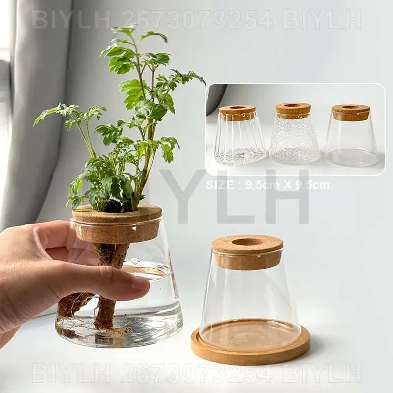 Decorbites hydroponic glass flower pots set of 2 clear glass flower pots with cork lid and wooden base for indoor display