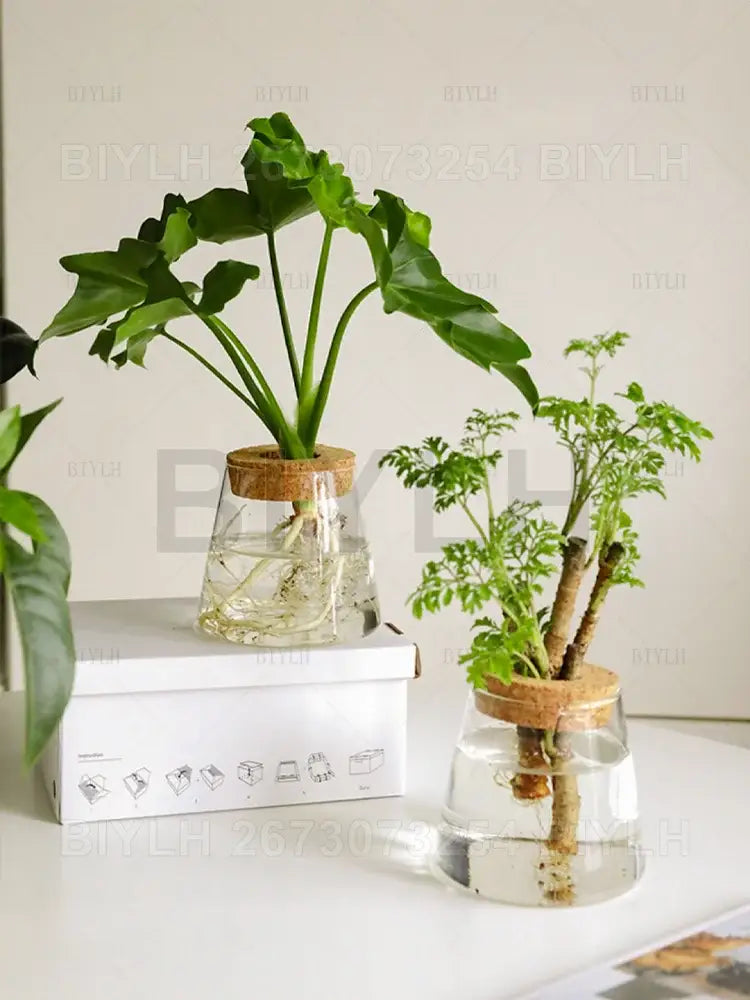 Decorbites hydroponic glass flower pots set of 2 with clear glass planters cork lids and green leafy plants