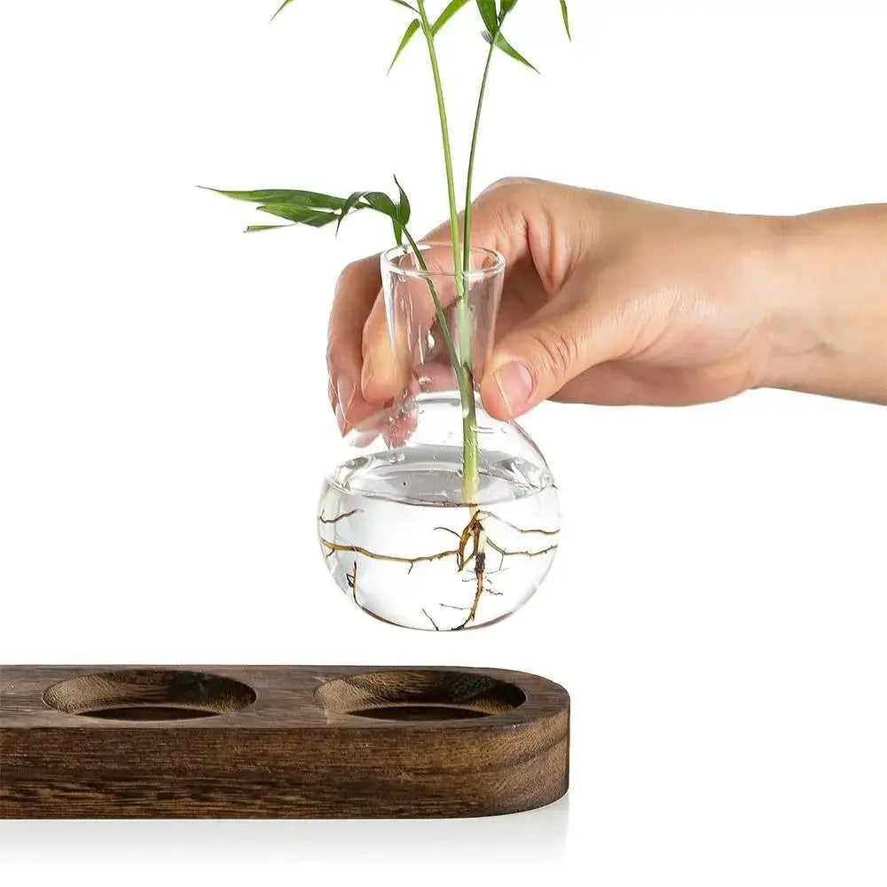 DecorBites™ hydroponic glass vase with clear glass bulbous base, slender neck, green plant roots, and wooden tray
