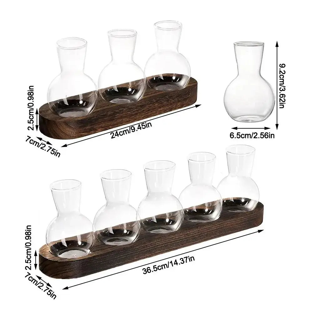 Set of clear glass vases with rounded bodies and narrow necks on dark brown wooden trays for hydroponics use