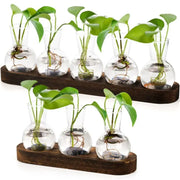 Set of clear glass vases with green plants in decorbites hydroponics glass vases on dark wooden trays