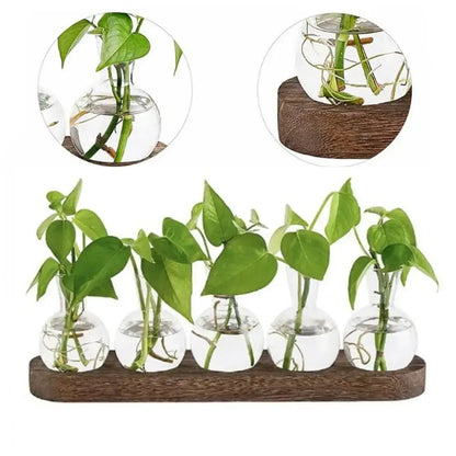 Set of five clear hydroponics glass vases with green plants arranged on dark brown wooden tray from decorbites