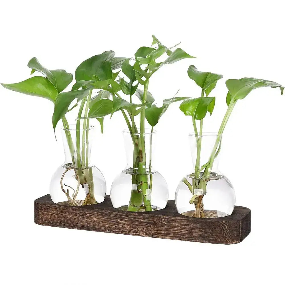 DecorBites™ hydroponics glass vase set with green plants in clear glass vases on a dark wooden tray