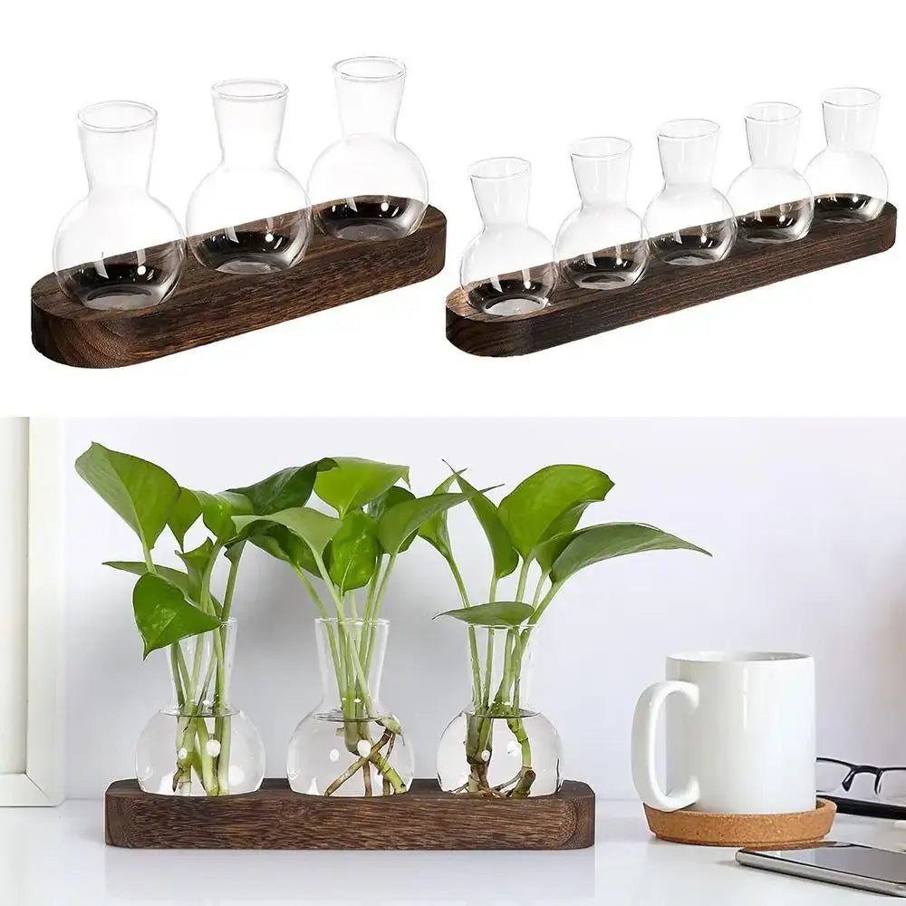 Set of three clear hydroponics glass vases with rounded bases and narrow necks on a dark brown wooden tray