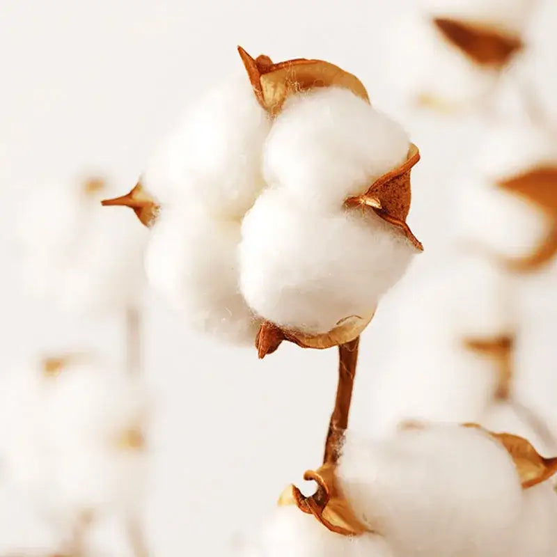 A fluffy white cotton boll with a brown husk representing the natural material of the decorbites love pattern fitted sheet