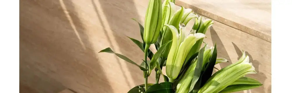 A bouquet of fresh green lilies in a luxury stainless steel vase by decorbites for elegant home decor