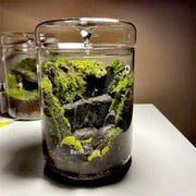 DecorBites Mini glass bottle terrarium kit features a clear glass jar with green moss and dark rocks for home decor landscape glass