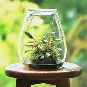Decorbites™ mini glass terrarium housing a fresh green succulent and moss micro landscape in clear glass terrarium