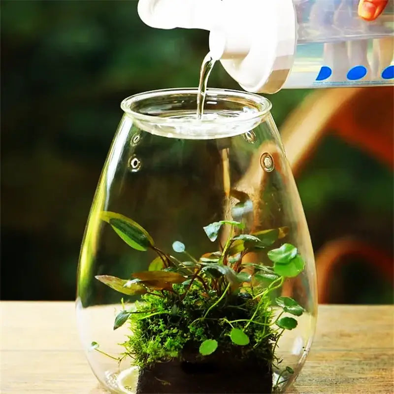DecorBites™ mini glass terrarium with rounded teardrop shape featuring fresh green succulent and moss micro landscape glass