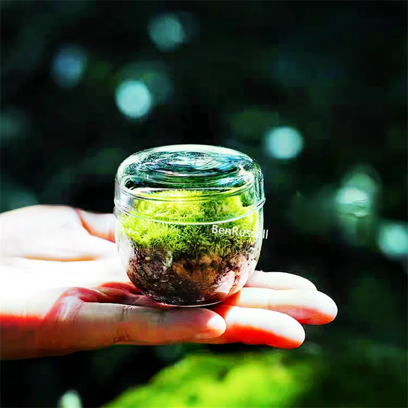 DecorBites™ Mini Moss Glass Vase Plant Terrarium