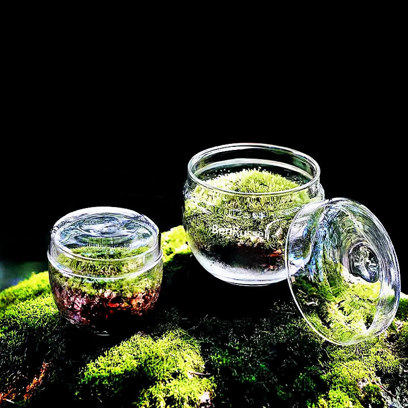 DecorBites™ Mini Moss Glass Vase Plant Terrarium