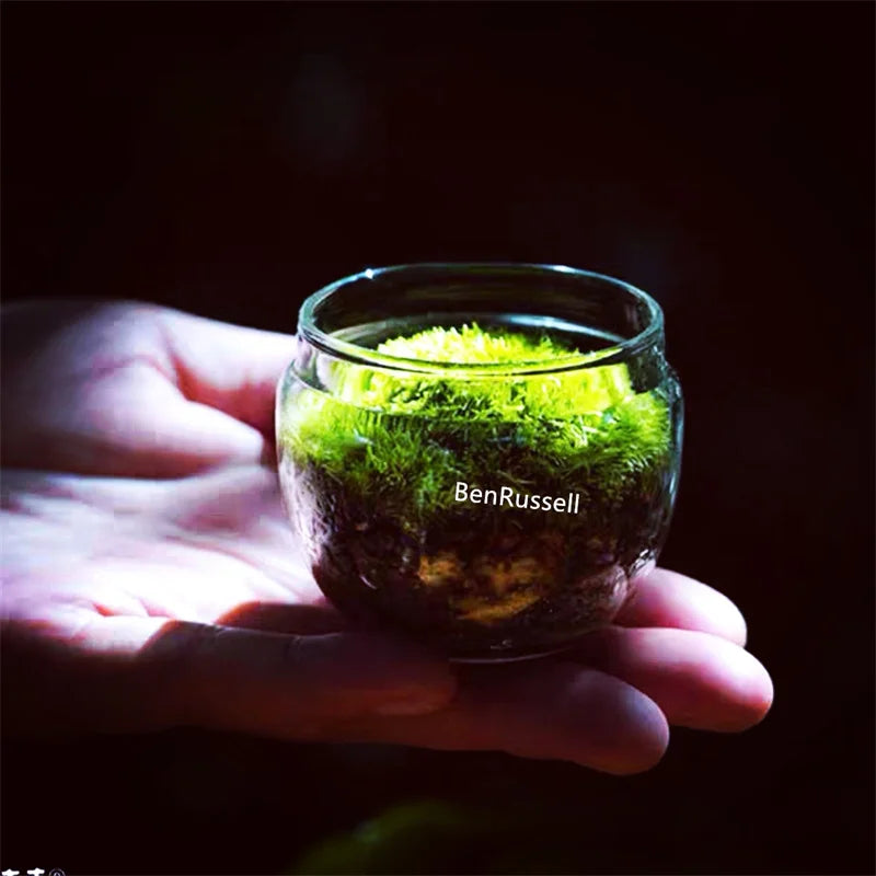 Mini Moss Glass Vase Plant Terrarium - Vase