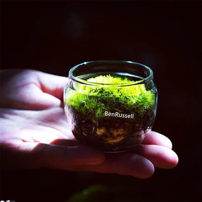 Mini Moss Glass Vase Plant Terrarium - Vase