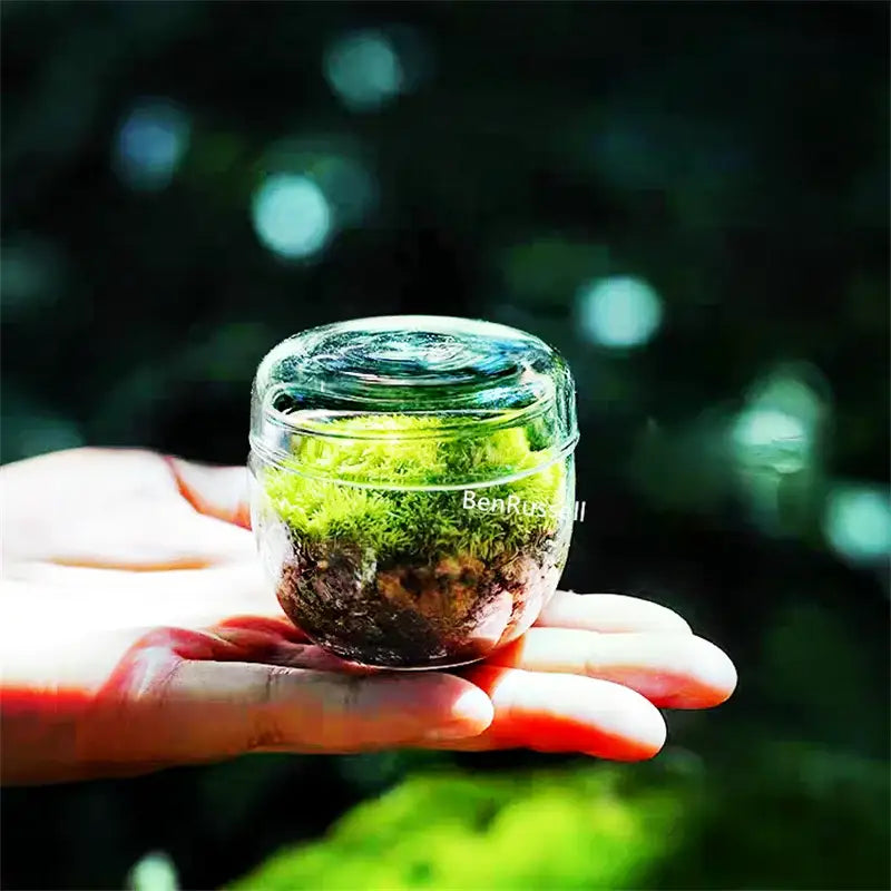 Decorbites mini moss glass vase terrarium with vibrant green landscape moss in clear glass jar with matching lid