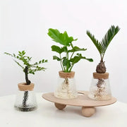Decorbites™ mini nordic glass hydroponic planter tray with clear textured glass and wooden lids holding green plants