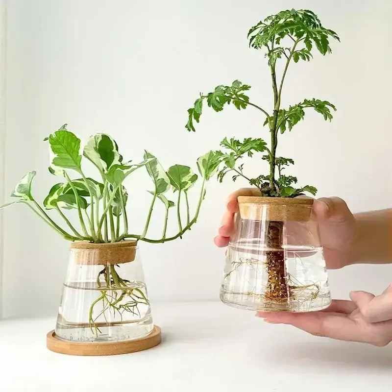 Decorbites mini nordic glass hydroponic planter tray with clear glass planters natural wood lids and circular bases