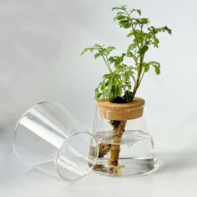 Clear glass mini nordic glass hydroponic planter bottle with cork lid holding green plant roots submerged in water