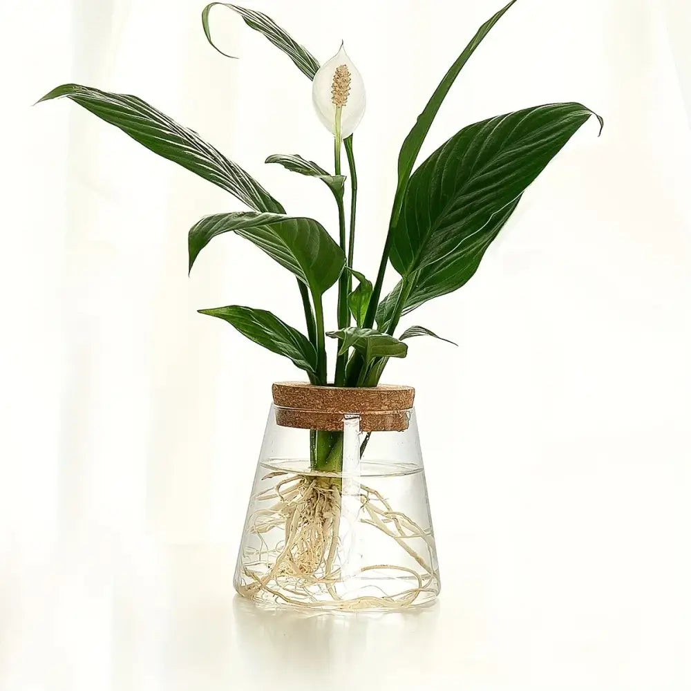 A white peace lily with glossy green leaves in a mini nordic glass hydroponic vase sealed with a cork lid