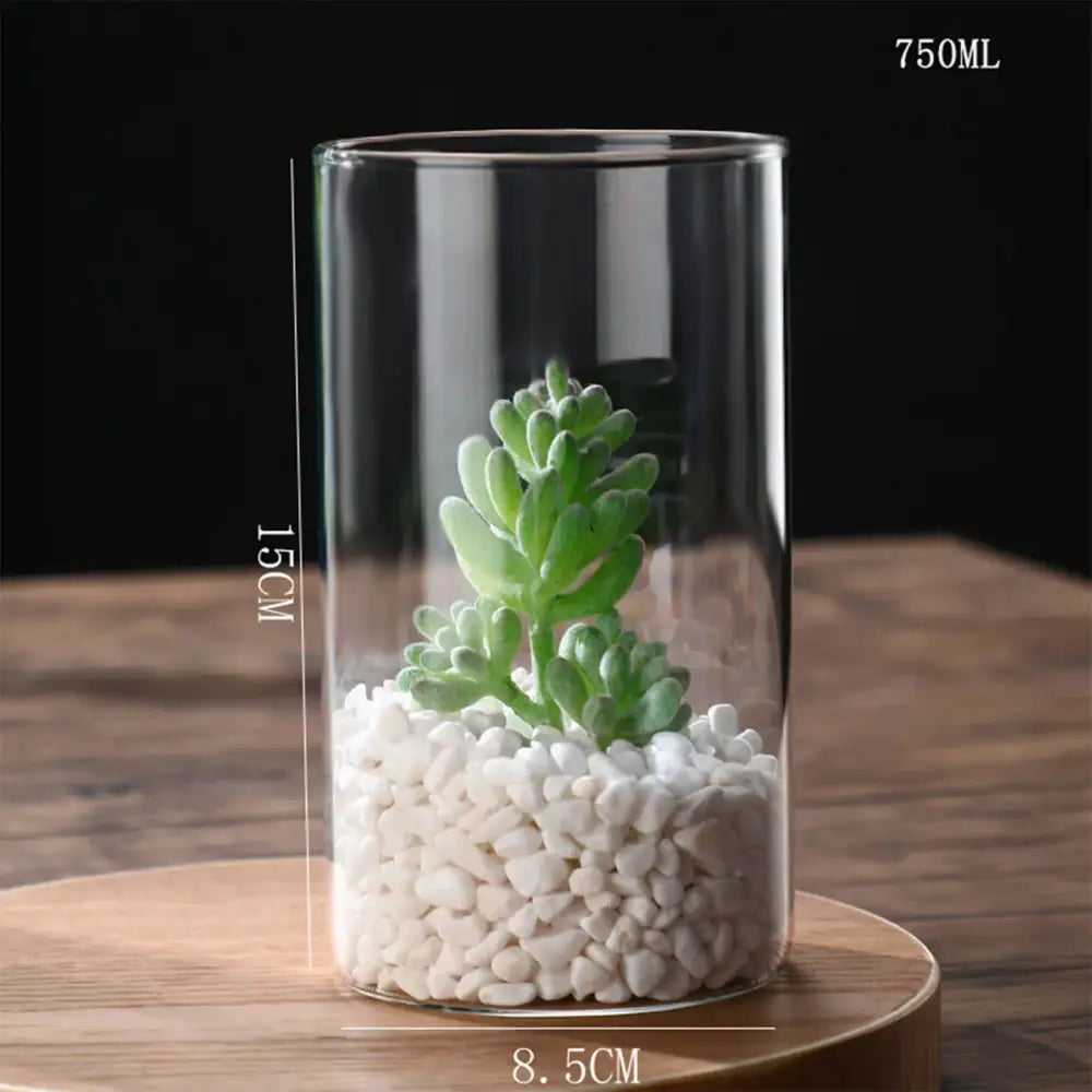 DecorBites™ modern clear glass hydroponic vase with 750ml capacity contains white pebbles and green succulent plant