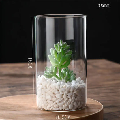 DecorBites™ modern clear glass hydroponic vase with 750ml capacity contains white pebbles and green succulent plant