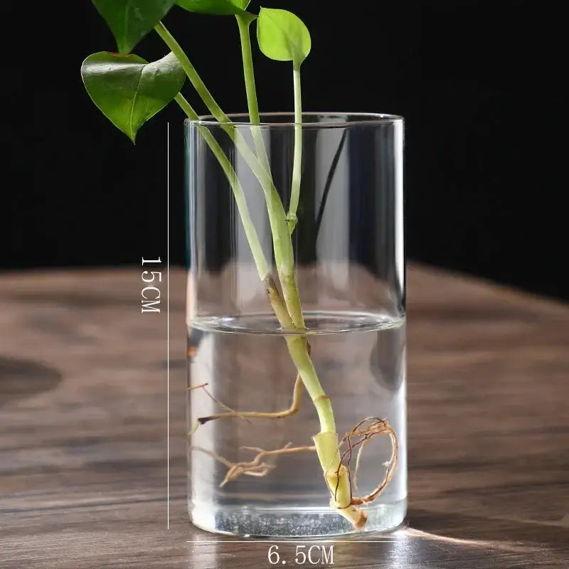 Decorbites™ modern clear glass hydroponic vase with green plant and visible roots for wedding decor