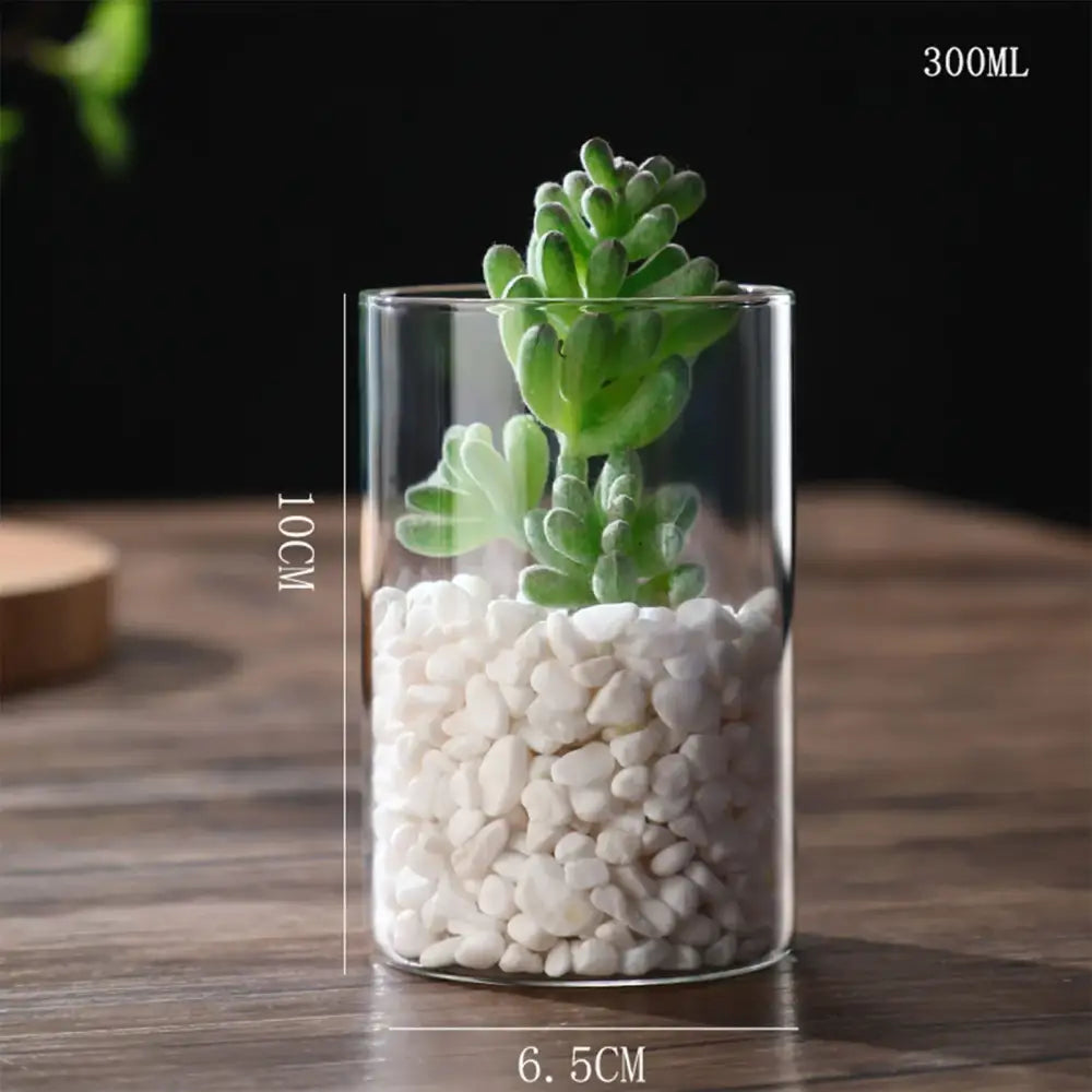 Clear glass hydroponic vase with white pebbles and green succulent plant by decorbites for modern wedding decor